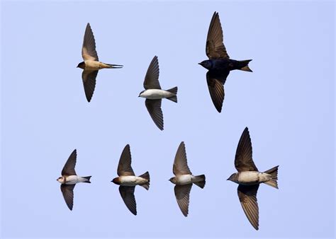 black swallows|Tree Swallow Identification .